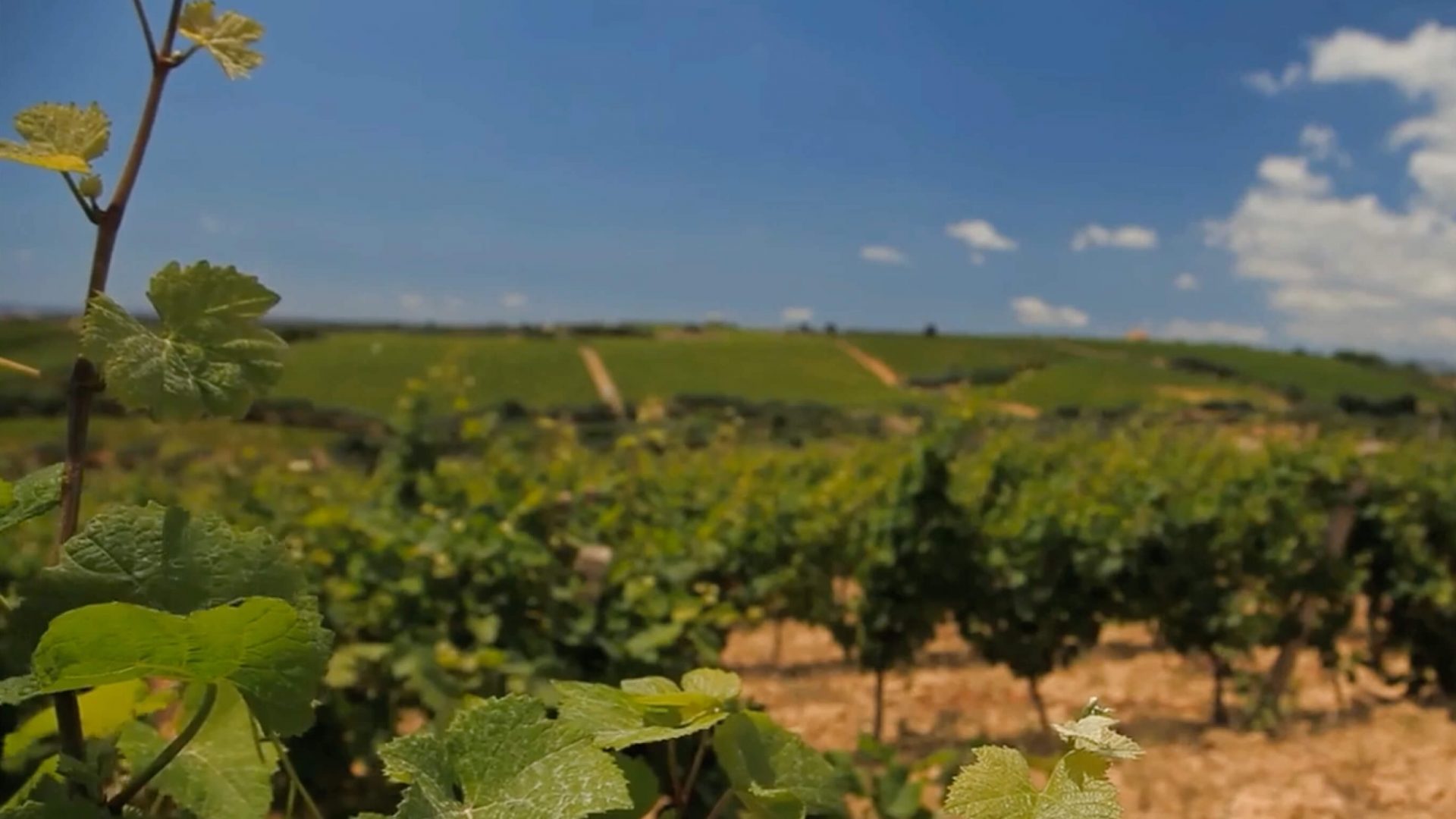 Authentic Sicilian wines